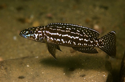 Lepidiolamprologus kendalli 'Mbita Island'